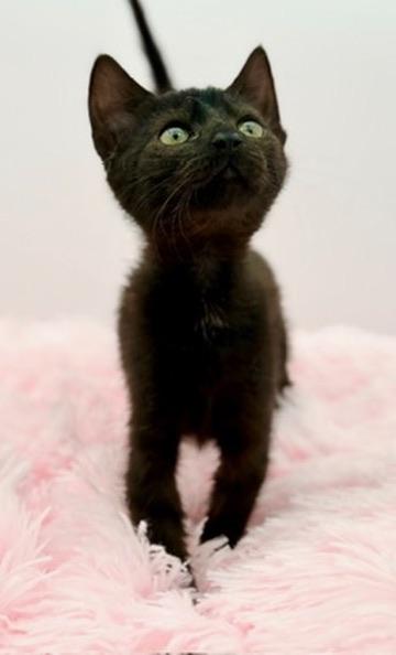 Wawa, a Adoptable Domestic Short Hair in Covington, LA image 3/6