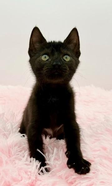 Wawa, a Adoptable Domestic Short Hair in Covington, LA image 4/6