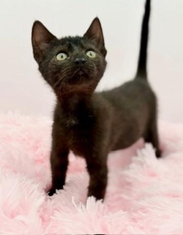 Wawa, a Adoptable Domestic Short Hair in Covington, LA image 2/6