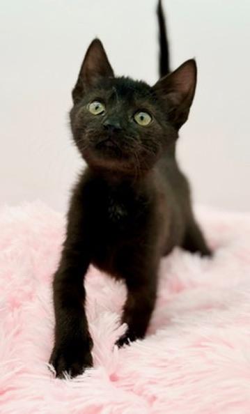 Wawa, a Adoptable Domestic Short Hair in Covington, LA image 1/6