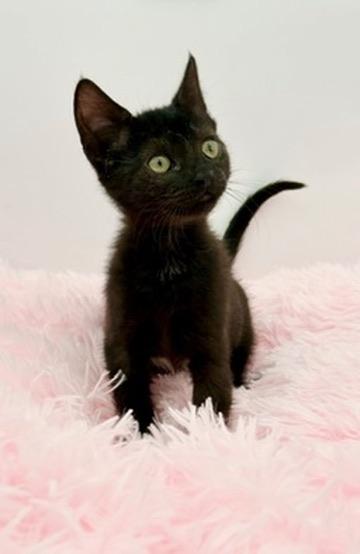 Wawa, a Adoptable Domestic Short Hair in Covington, LA image 6/6