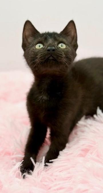 Wawa, a Adoptable Domestic Short Hair in Covington, LA image 5/6