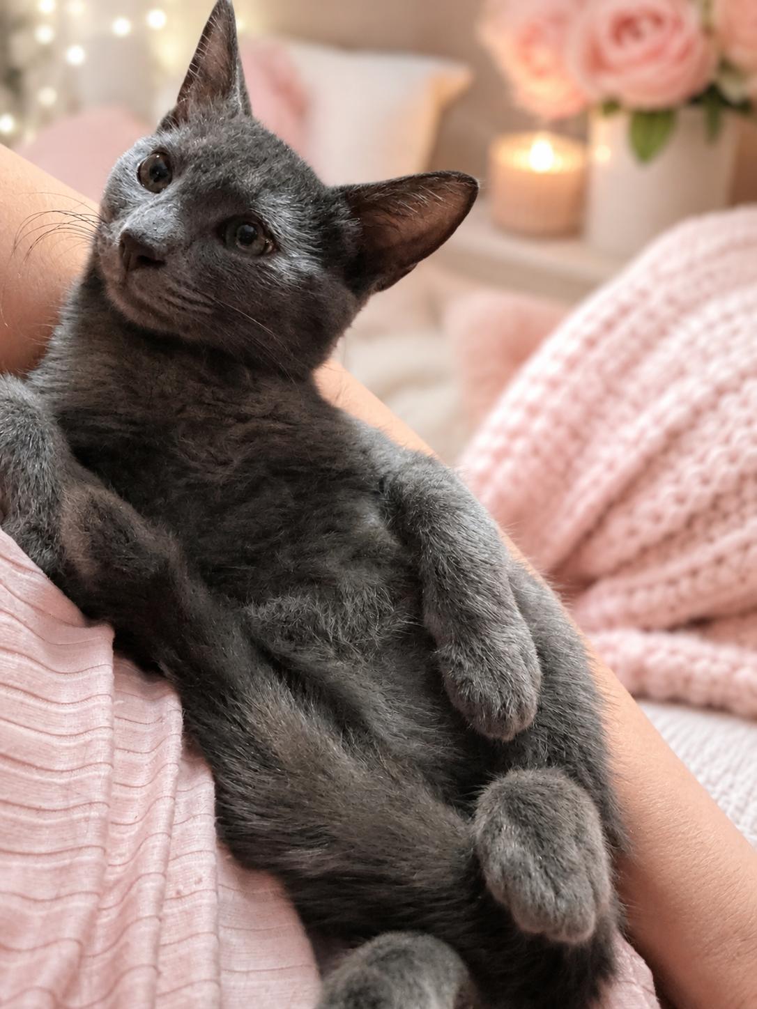 Enlarge Blue, an adopted mixed breed in Tulsa, OK image 1/1