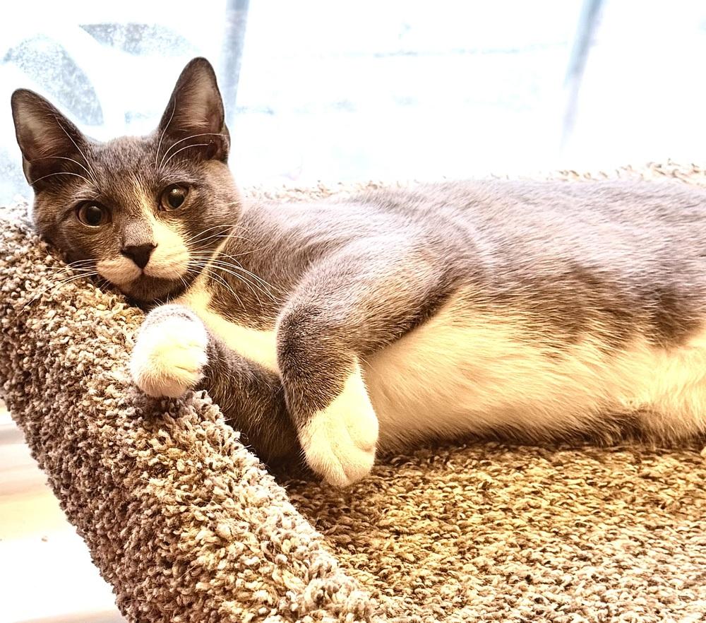 Kitten: Xylo, Adoptable, Kitten Male Domestic Short Hair.