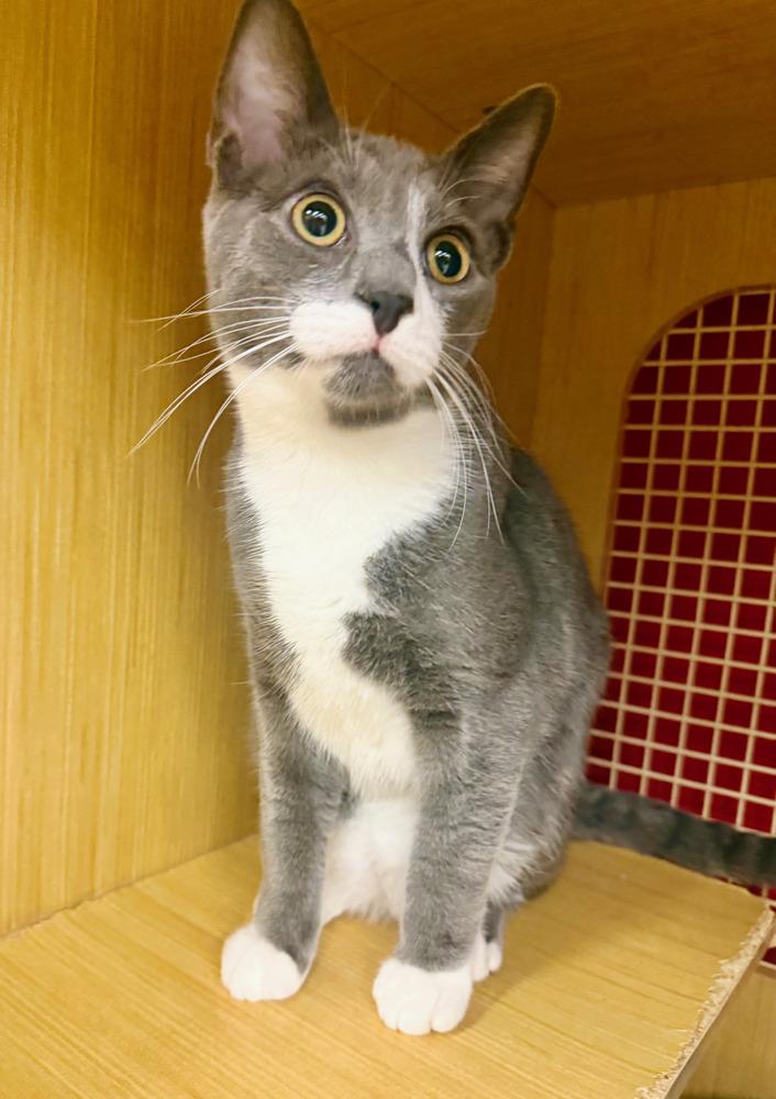 Enlarge Kitten: Xylo *Featured at the Petco in Columbia, MD*, a Adoptable Domestic Short Hair in catonsville , MD image 2/6