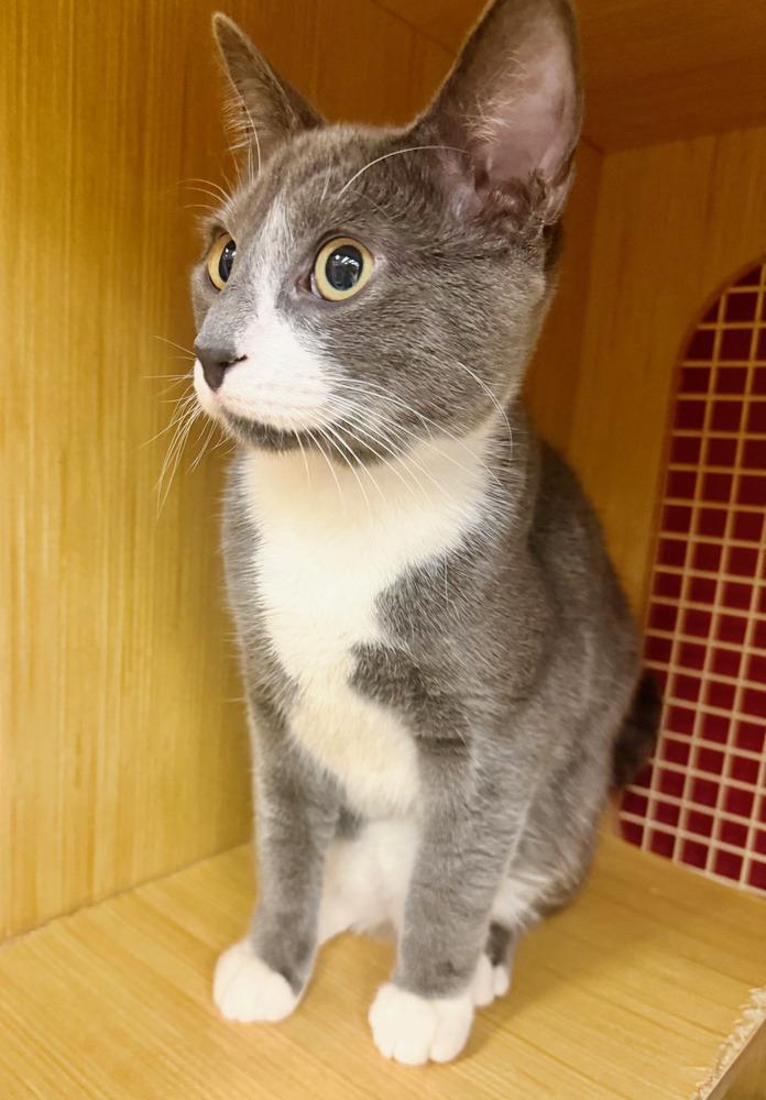 Enlarge Kitten: Xylo *Featured at the Petco in Columbia, MD*, a Adoptable Domestic Short Hair in catonsville , MD image 3/6