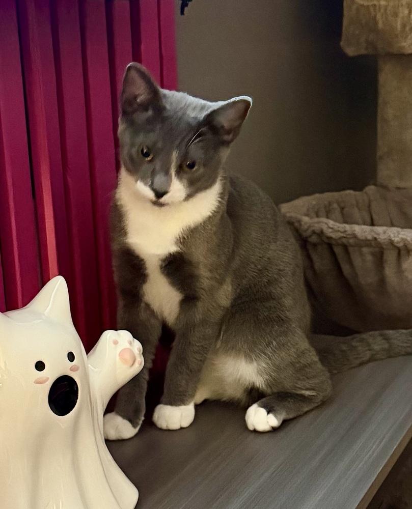 Enlarge Kitten: Xylo, a Adoptable Domestic Short Hair in catonsville , MD image 2/4