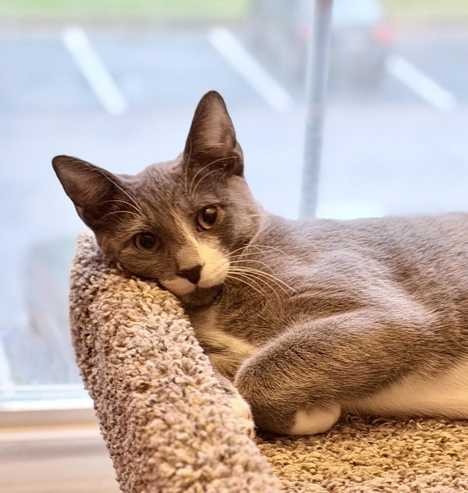 Enlarge Kitten: Xylo, a Adoptable Domestic Short Hair in catonsville , MD image 3/4