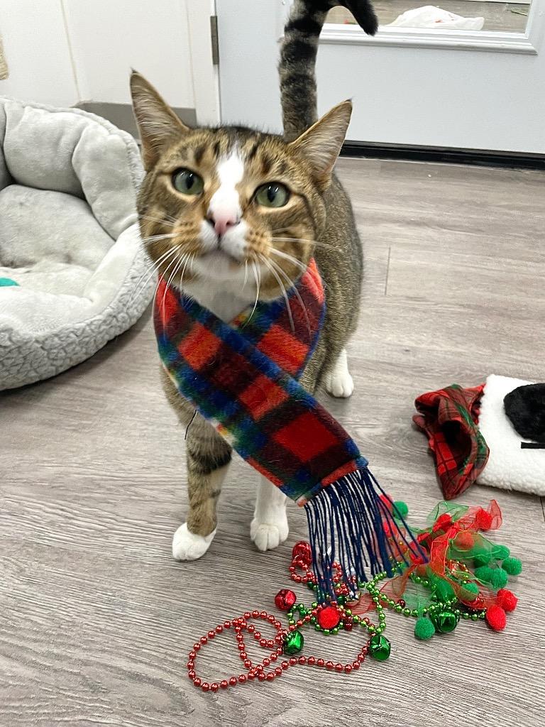 Jaden, Adoptable, Young Male Domestic Short Hair.