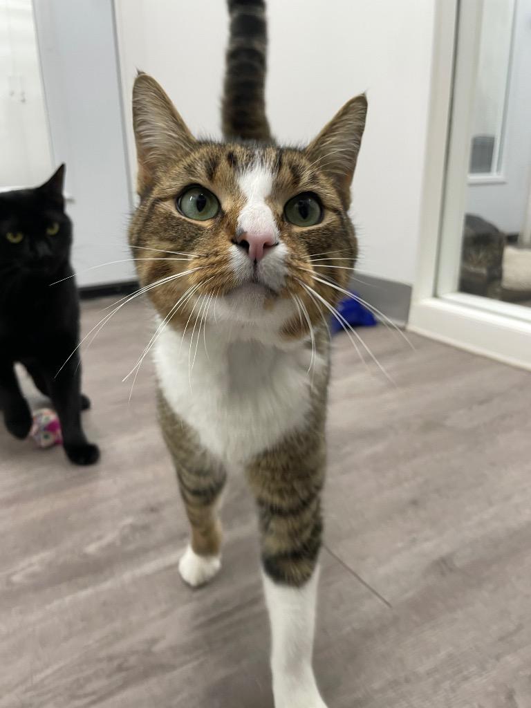 Jaden, a Adoptable mixed breed in Glenfield, NY image 1/5