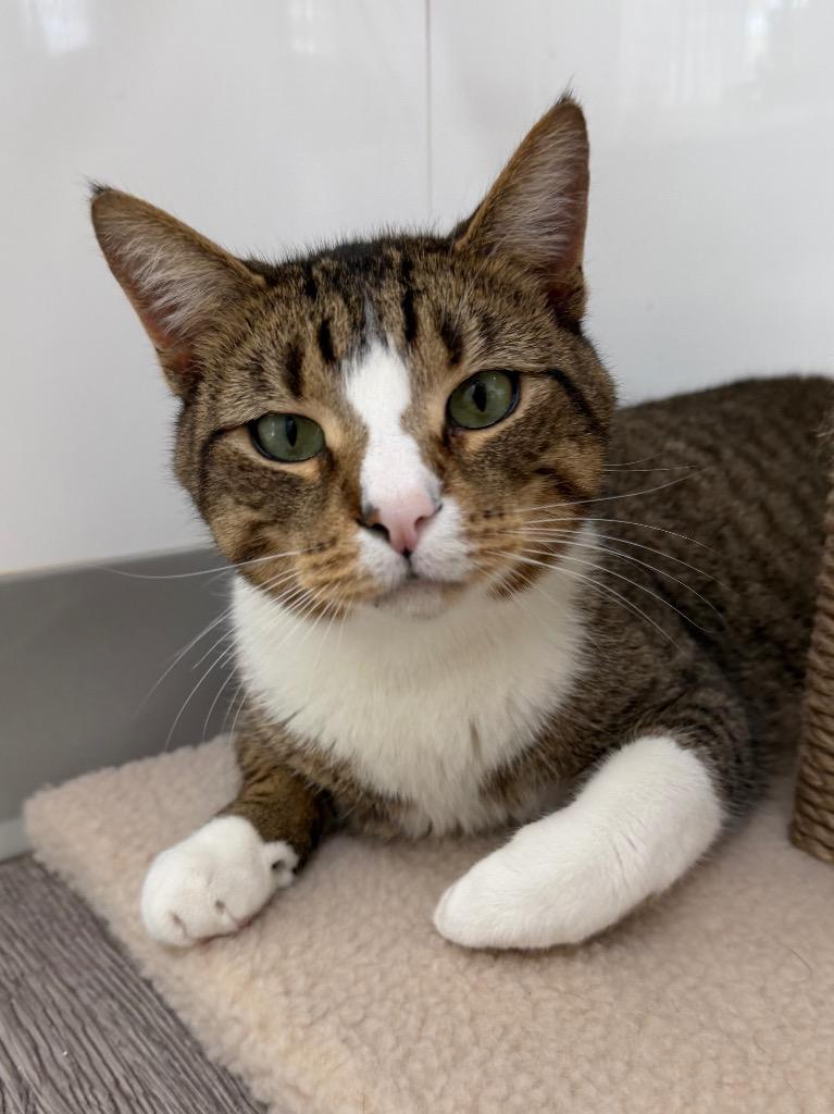 Enlarge Jaden, a Adoptable mixed breed in Glenfield, NY image 4/6