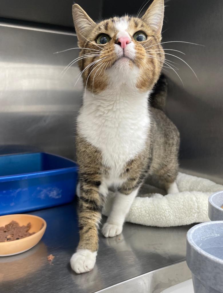 Enlarge Jaden, a Adoptable mixed breed in Glenfield, NY image 4/4