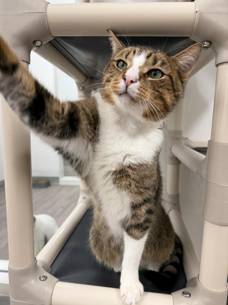 Jaden, a Adoptable mixed breed in Glenfield, NY image 4/5