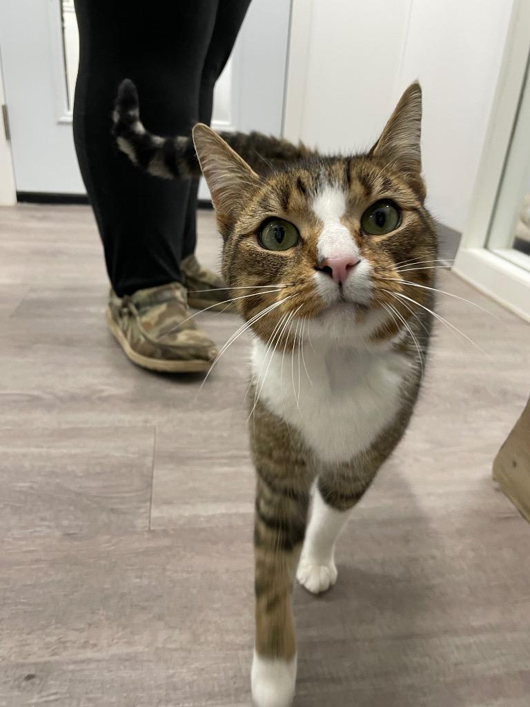 Jaden, a Adoptable mixed breed in Glenfield, NY image 5/5