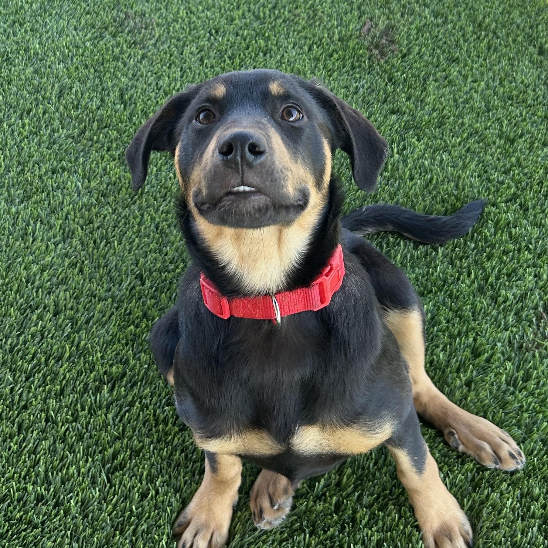 Enlarge EMMY, an adopted mixed breed in Washington, UT image 2/2