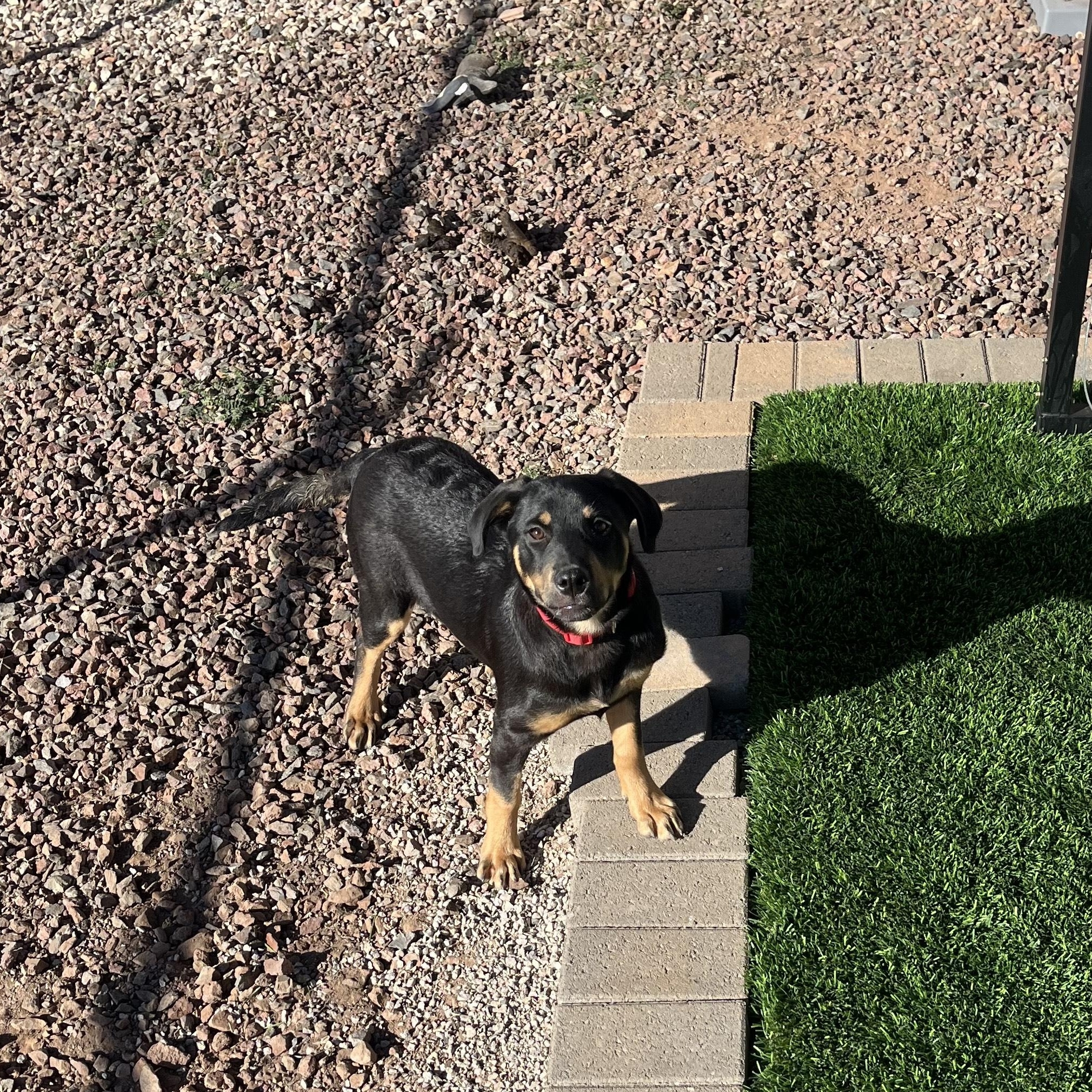 EMMY, adopted, Puppy Female Labrador Retriever.