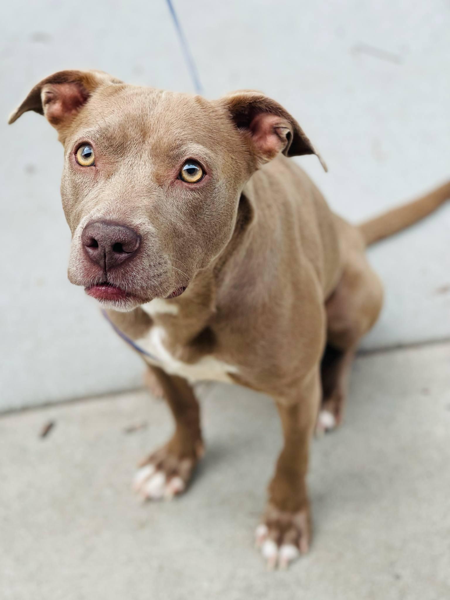 AC#3082 "Haniel", an adopted Pit Bull Terrier Mix in Conyers, GA_image-1