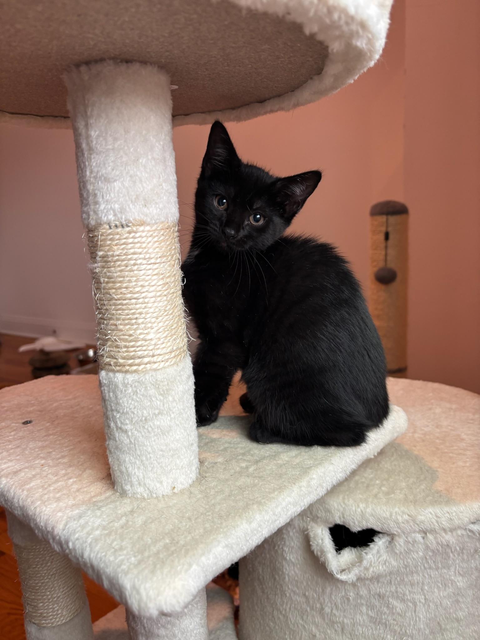 Thingamabob, Adoptable, Kitten Female American Shorthair.