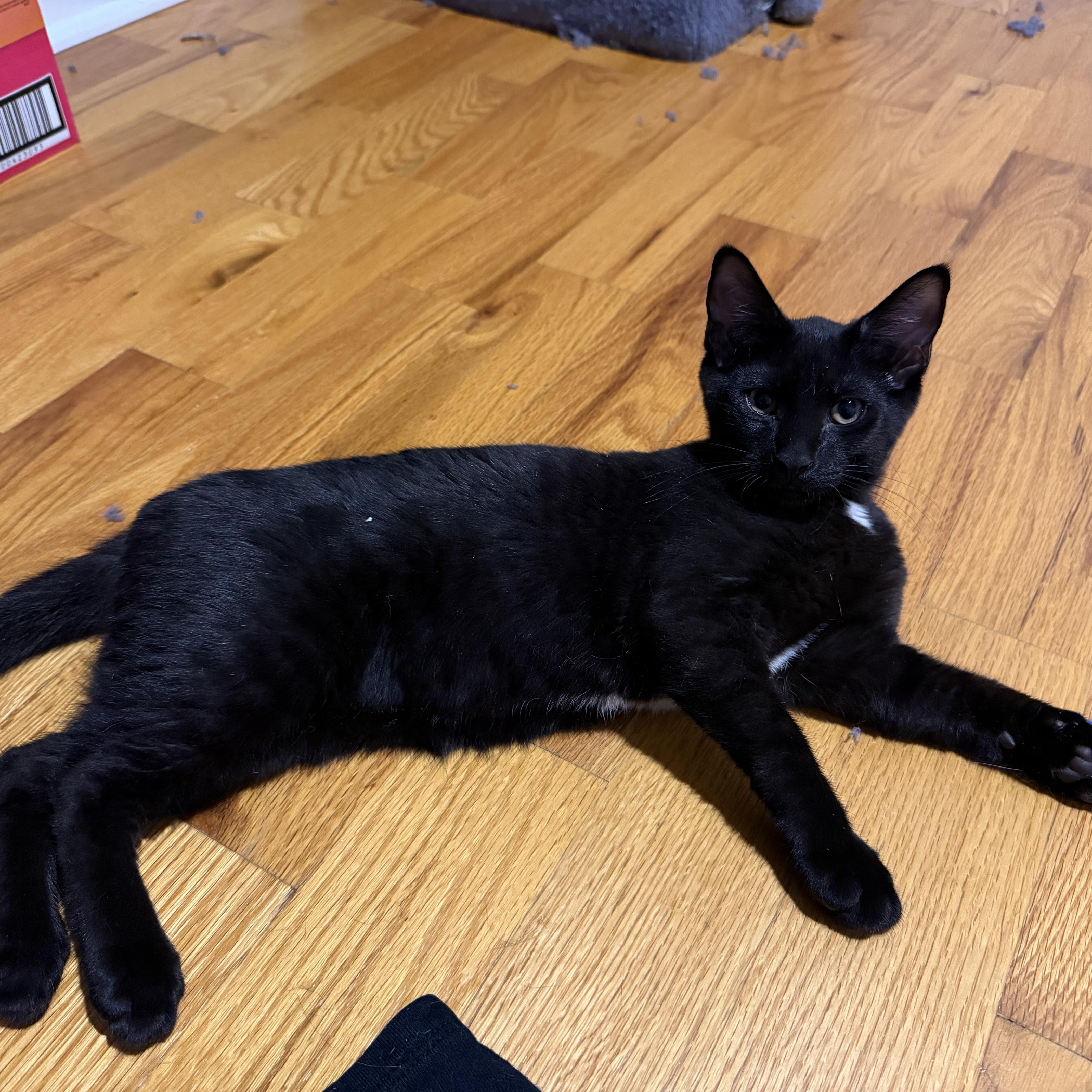 Enlarge Thingamabob, a Adoptable American Shorthair in Highland Park, NJ image 3/3