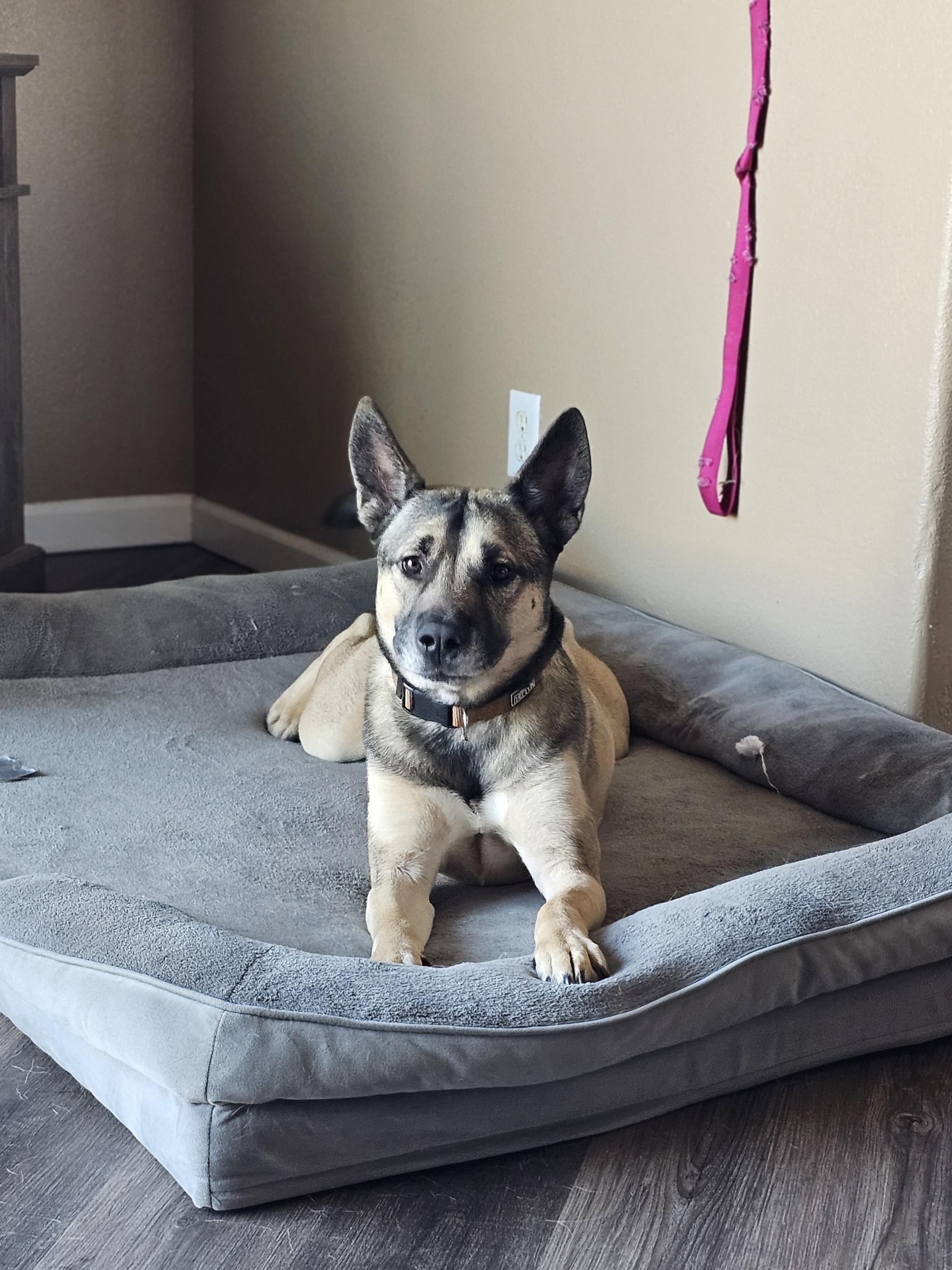 Enlarge Jaxs, a Adoptable mixed breed in Bar Nunn, WY image 3/3