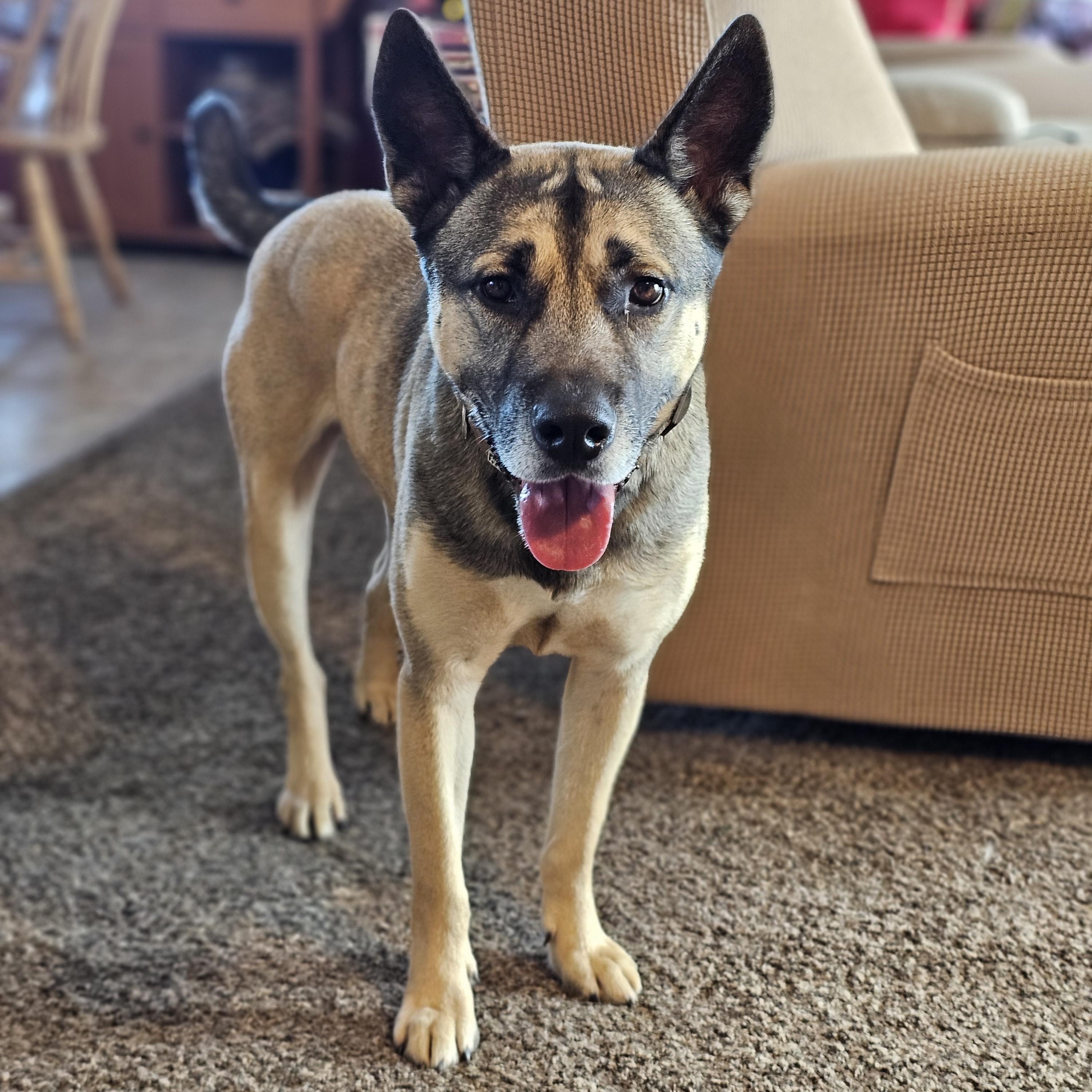 Jaxs, Adoptable, Adult Male German Shepherd Dog.