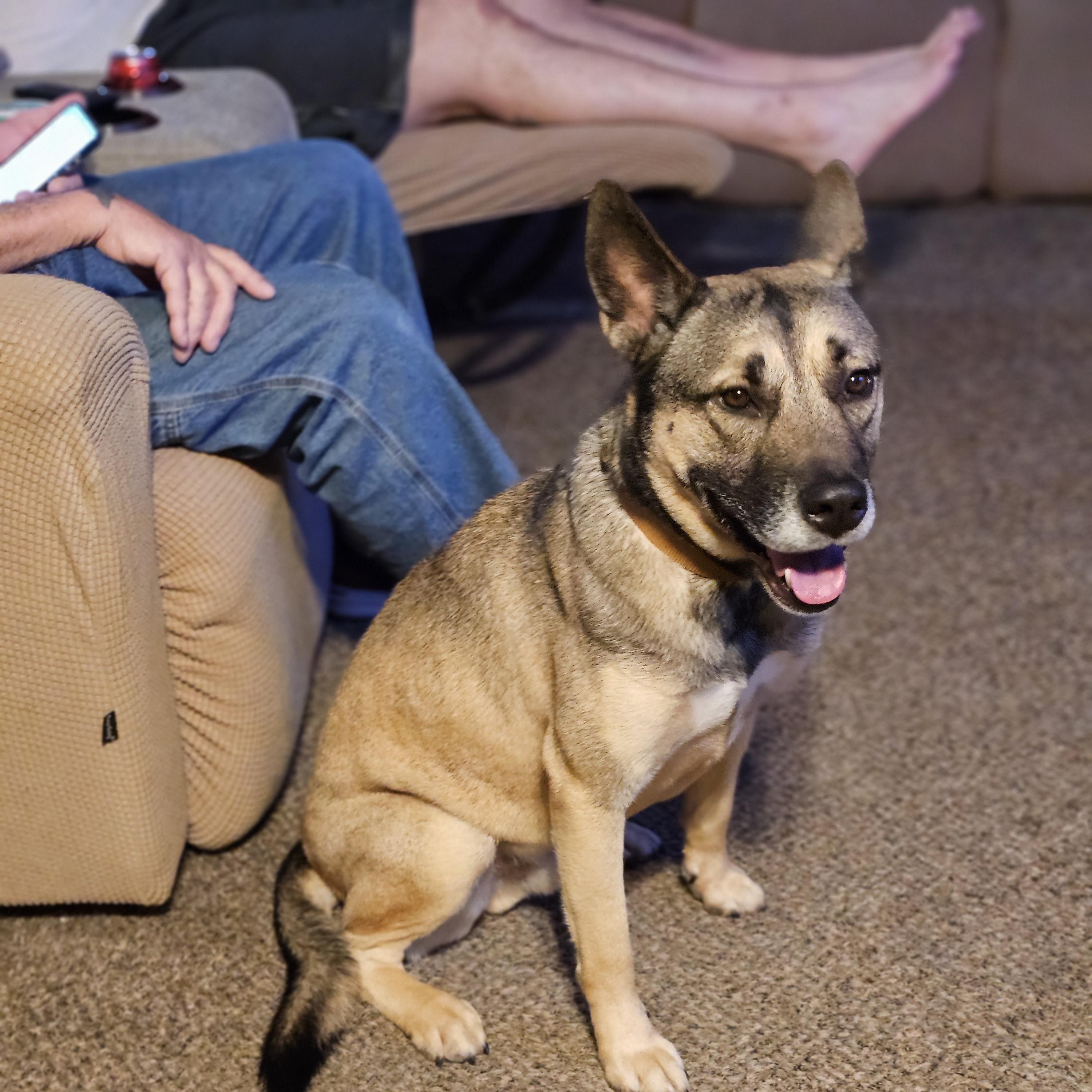 Enlarge Jaxs, a Adoptable mixed breed in Bar Nunn, WY image 2/3