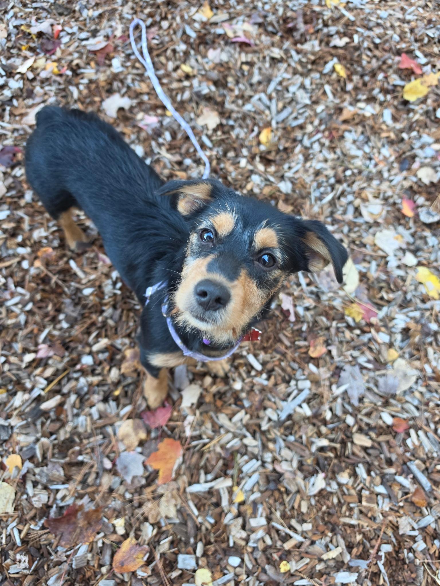 Enlarge Gracie, a Adoptable mixed breed in Sudbury, MA image 3/4