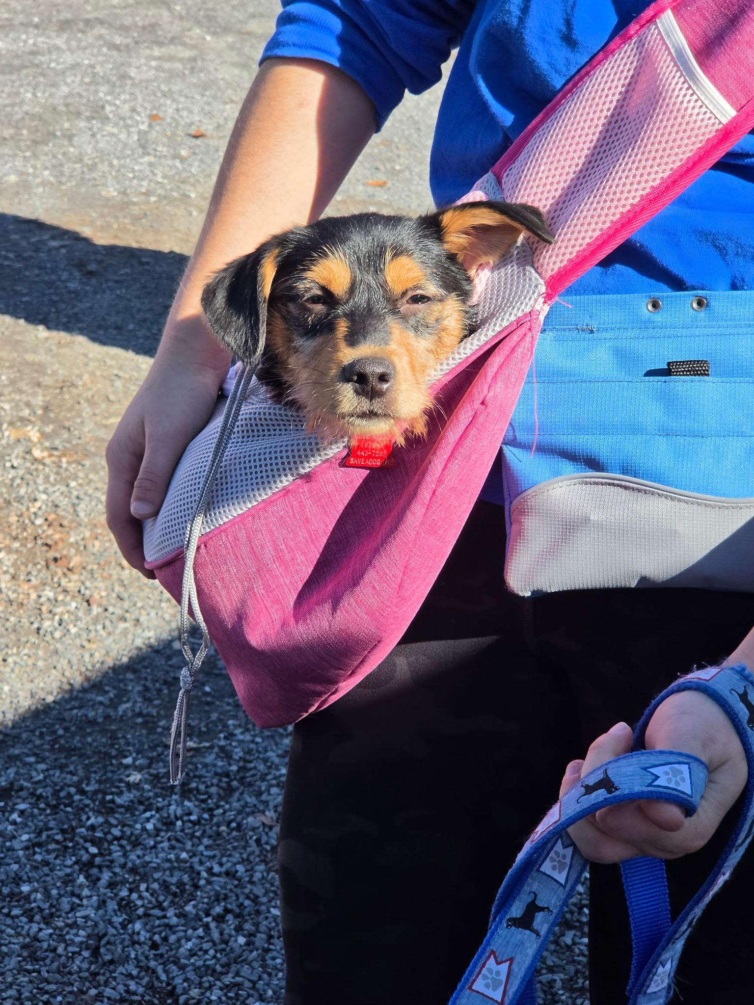 Enlarge Gracie, a Adoptable mixed breed in Sudbury, MA image 2/4