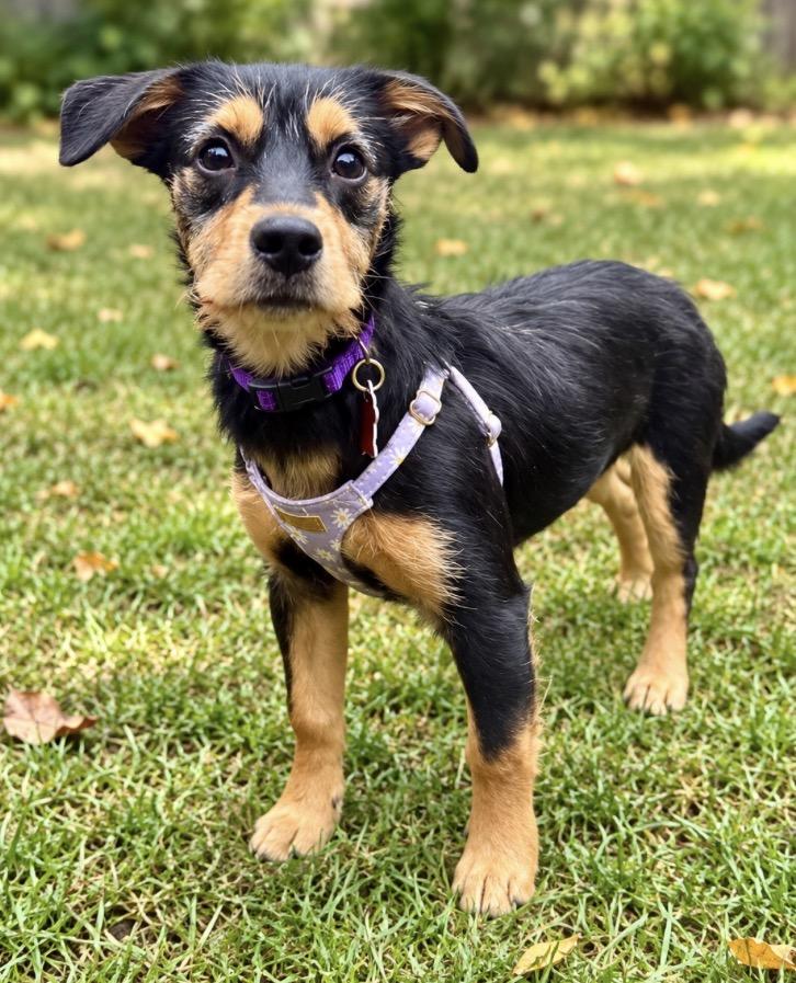 Gracie, Adoptable, Puppy Female Dachshund & Wirehaired Terrier.
