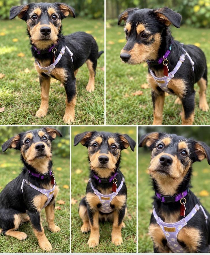Enlarge Gracie, a Adoptable mixed breed in Sudbury, MA image 4/4
