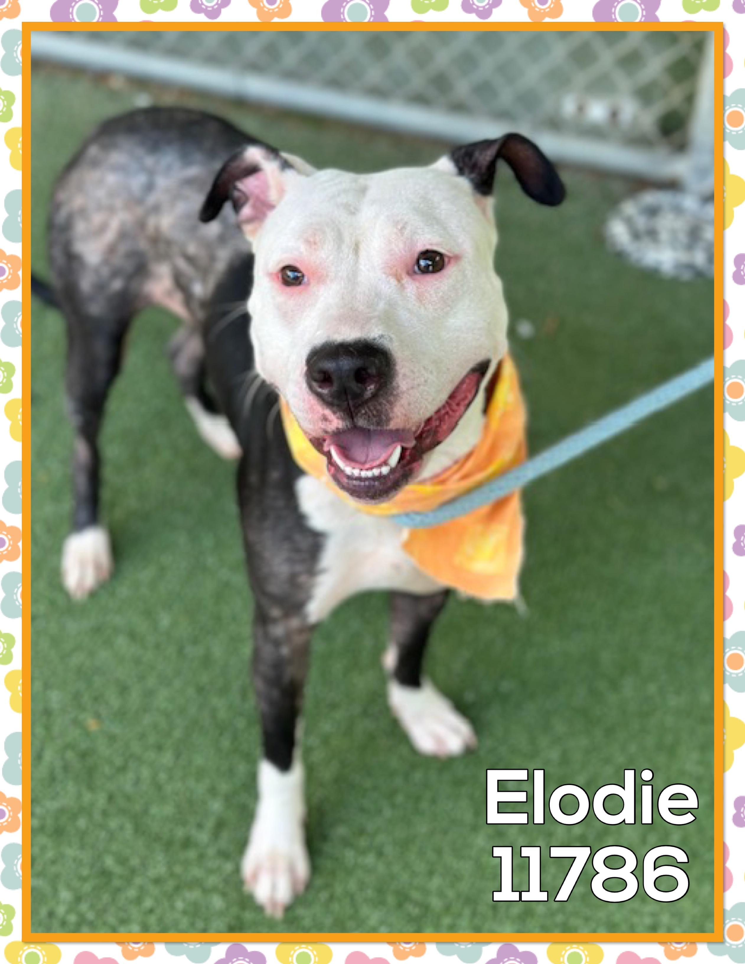 ELODIE, Adult Female unknown