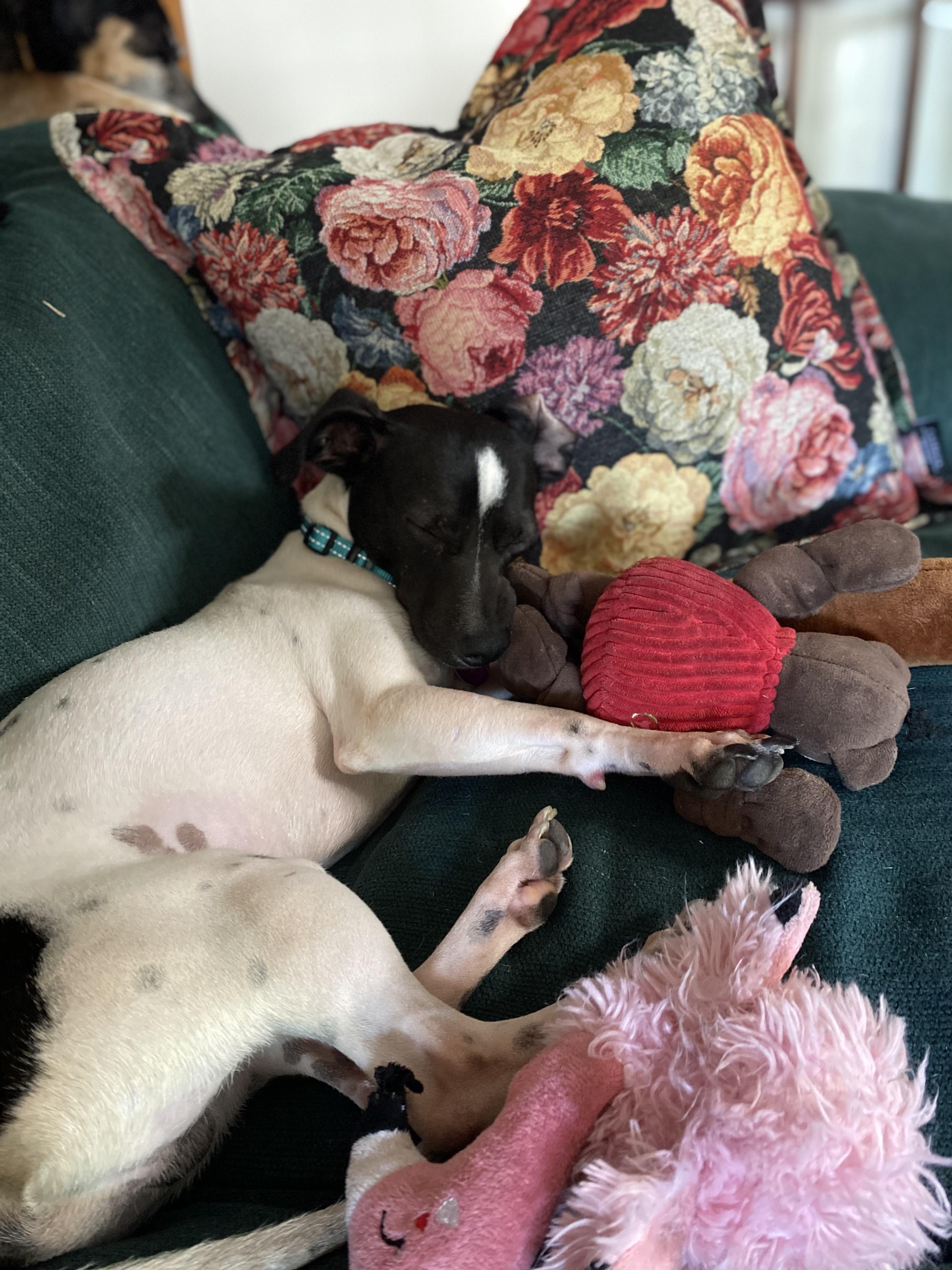 Petey, a ADOPTABLE mixed breed in Boston, MA image 6/6