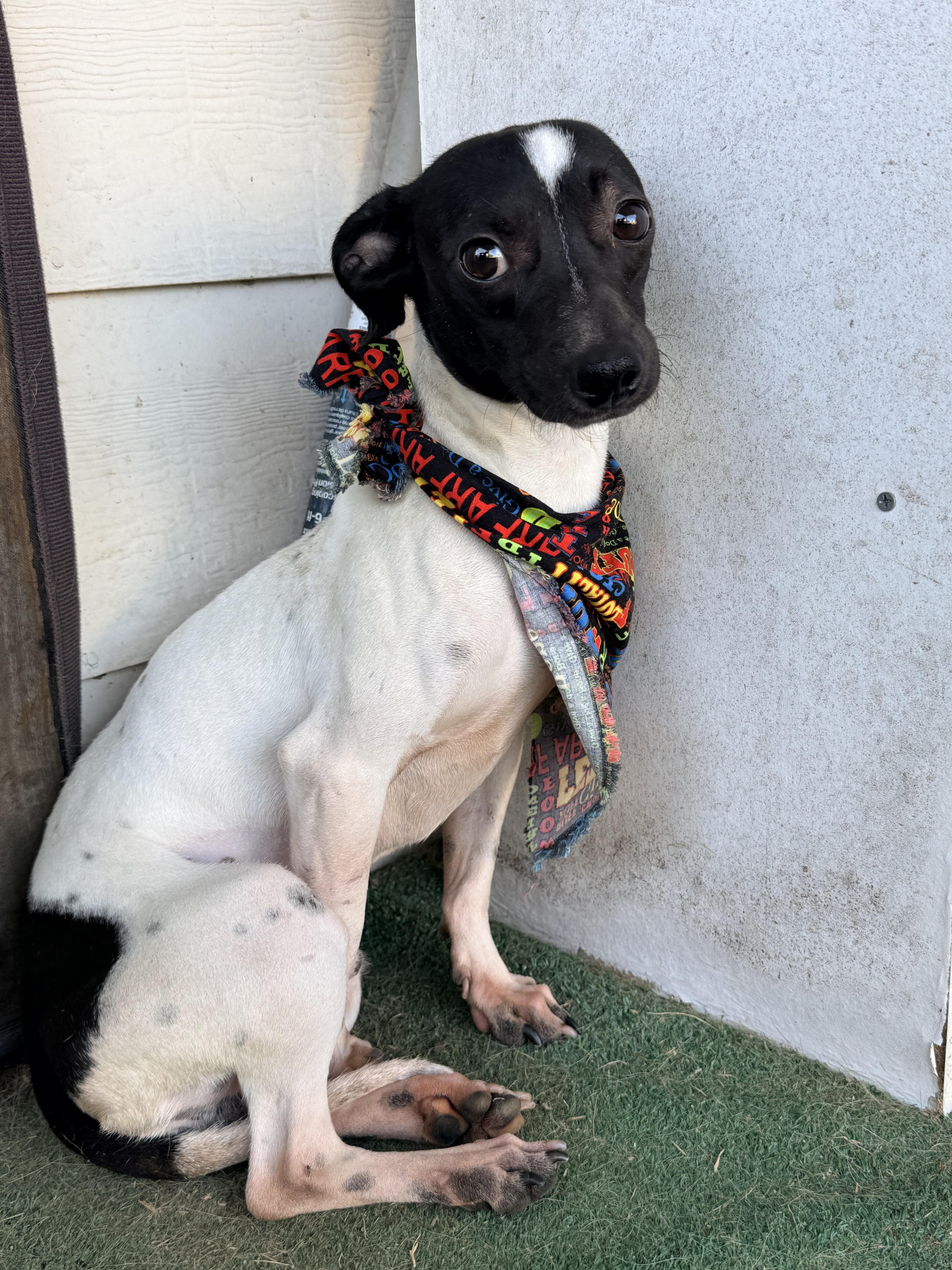 Petey, a ADOPTABLE mixed breed in Boston, MA image 5/6