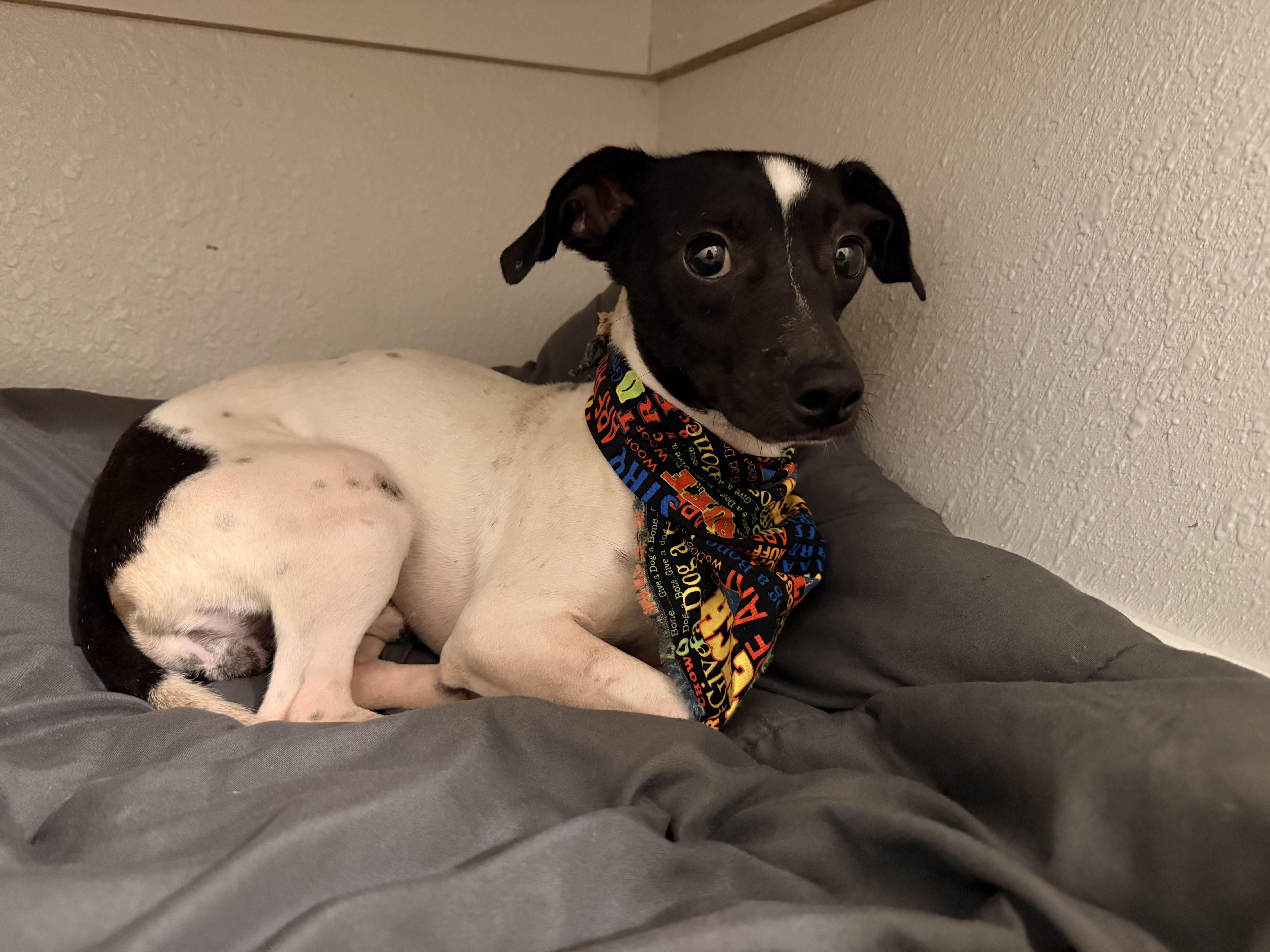 Petey, a ADOPTABLE mixed breed in Boston, MA image 3/6