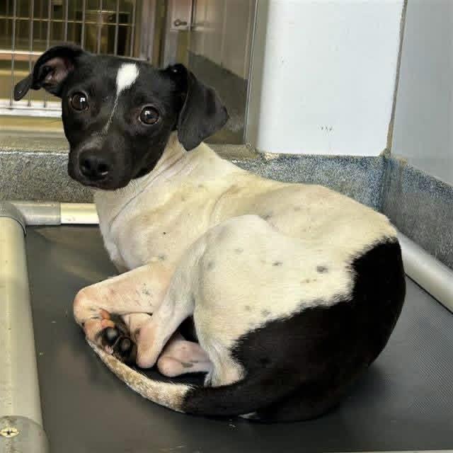 Petey, a ADOPTABLE mixed breed in Boston, MA image 4/6