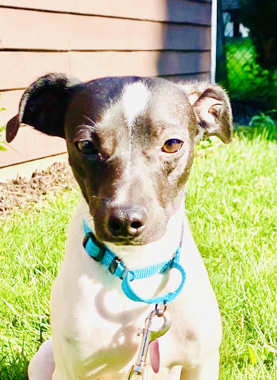 Petey, ADOPTABLE, Young Male Chihuahua & Rat Terrier.
