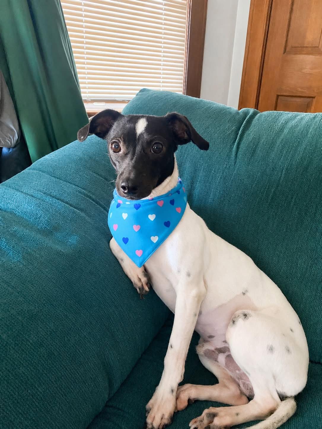Petey, a ADOPTABLE mixed breed in Boston, MA image 2/6