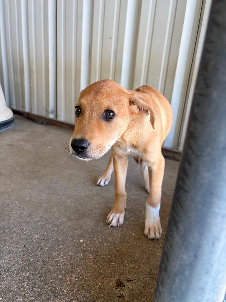 Ruby, Adoptable, Puppy Female Terrier & Hound.