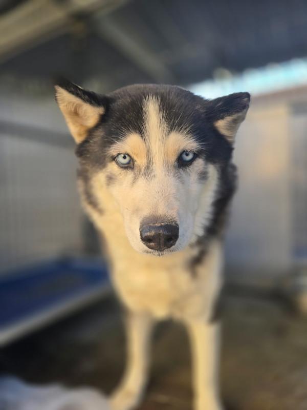 Lola, Adoptable, Adult Female Siberian Husky.
