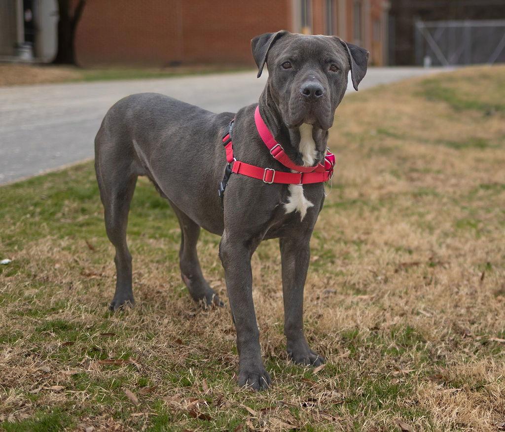 Oskar Blues, Adoptable, Adult Male Mixed Breed.