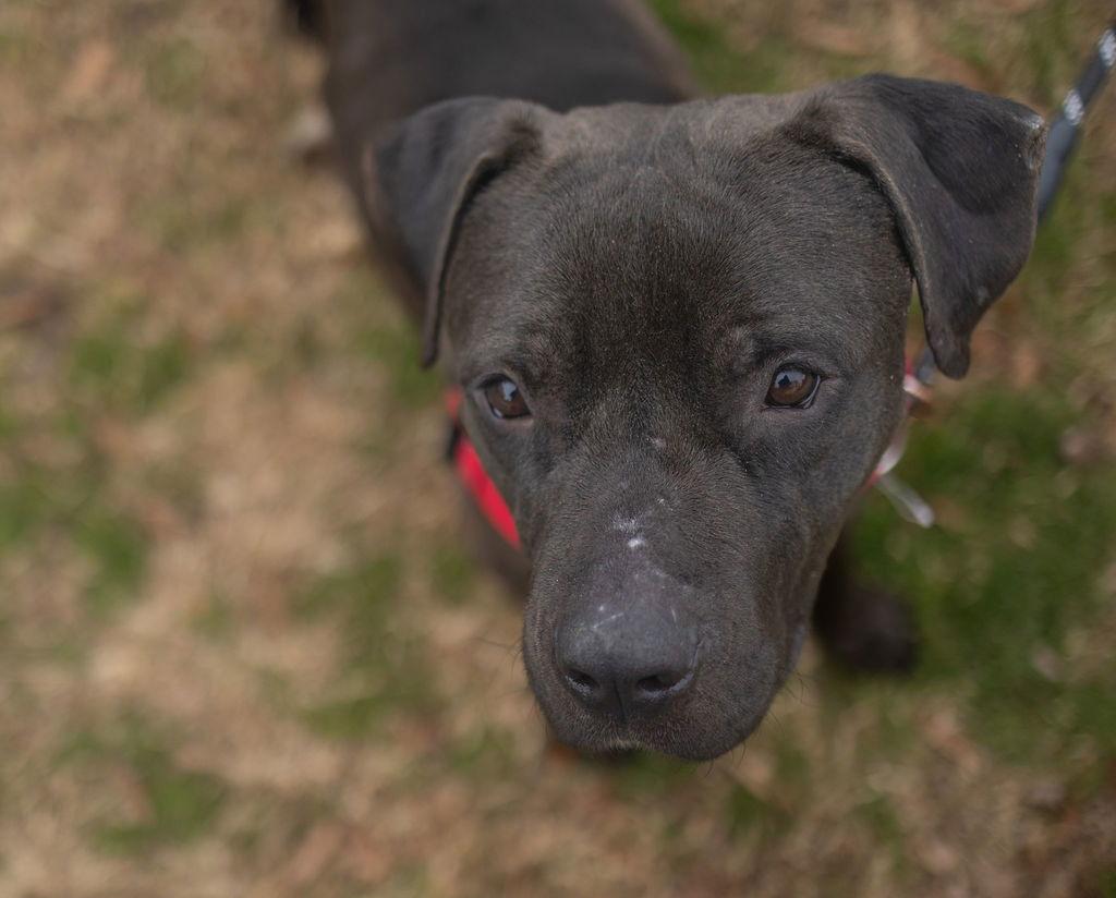 Oskar Blues, a Adoptable Mixed Breed in Durham, NC image 2/2