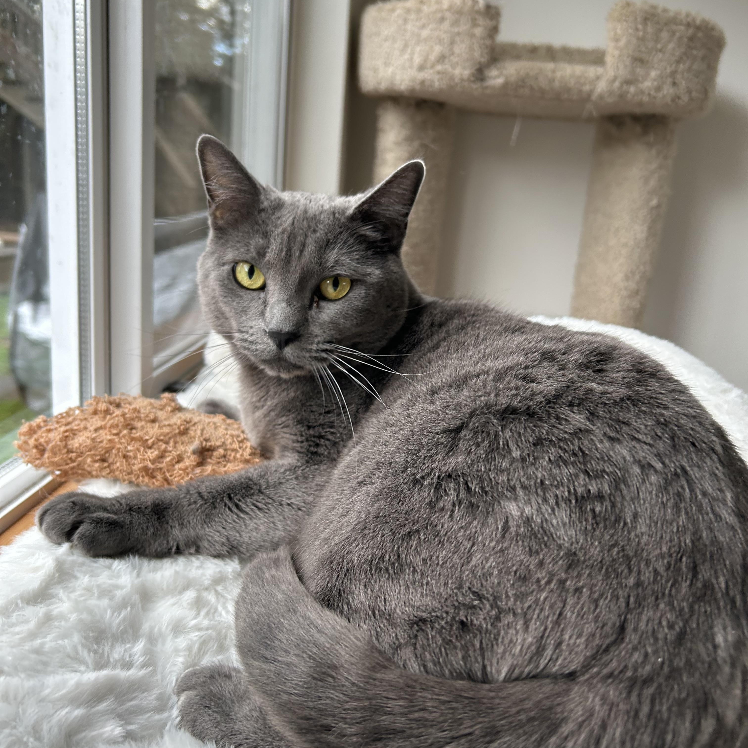 Jewel, Adult Female Russian Blue