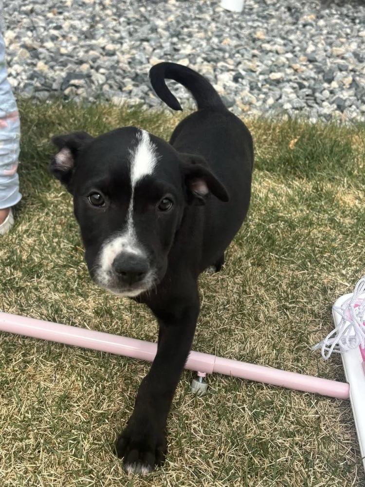 Enlarge Piano Man, a Adoptable mixed breed in Colorado Springs, CO image 1/3