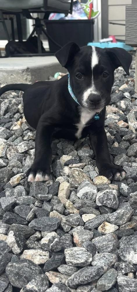 Enlarge Piano Man, a Adoptable mixed breed in Colorado Springs, CO image 2/3