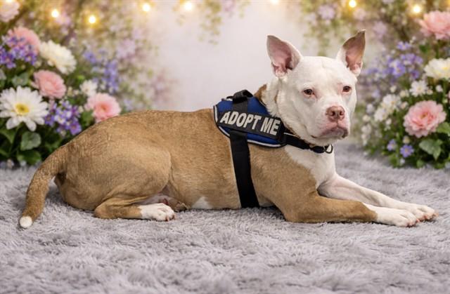 KAIA, Adoptable, Adult Female Staffordshire Bull Terrier.