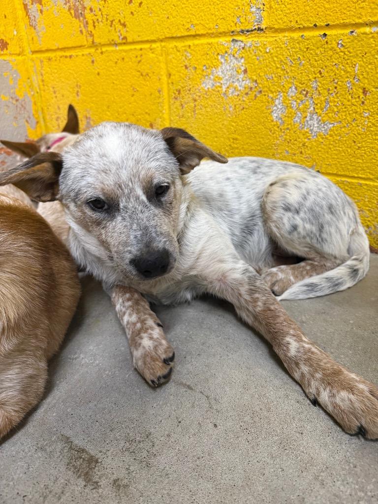 Terry, Adopted, Puppy Male Australian Cattle Dog / Blue Heeler.