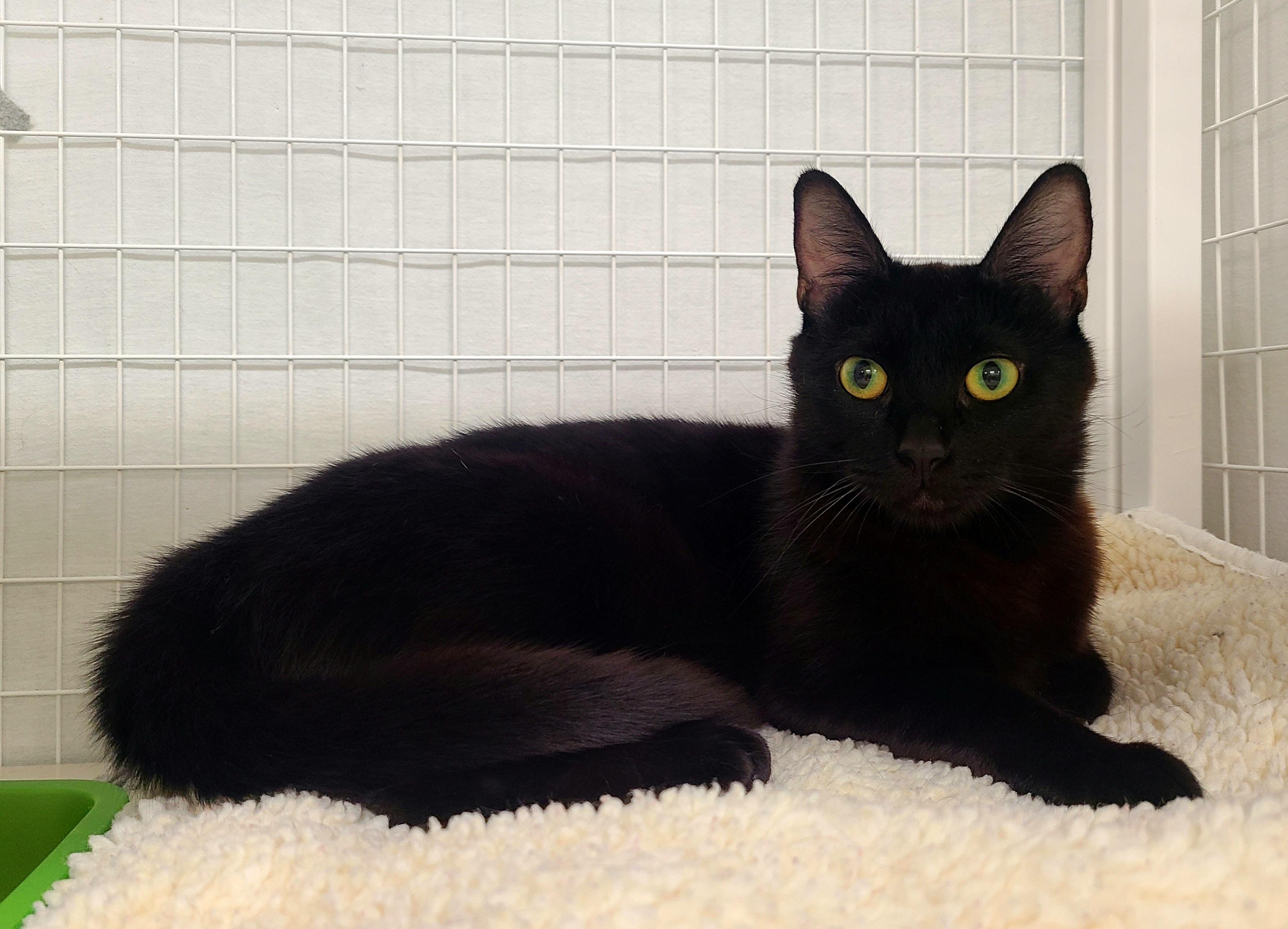 Lennox Domestic Short Hair Cat