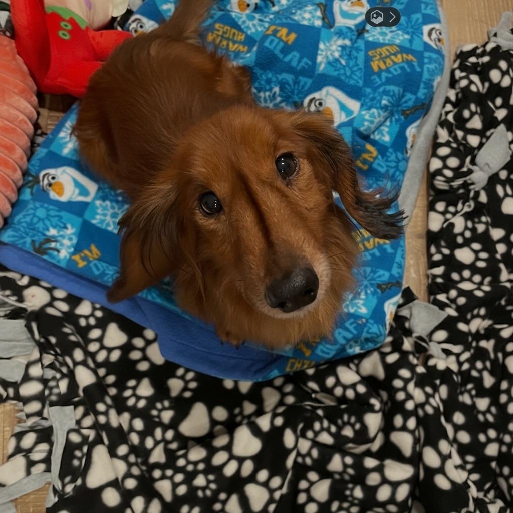 Enlarge BOBBY, a ADOPTABLE Dachshund in Yuba city, CA image 1/1
