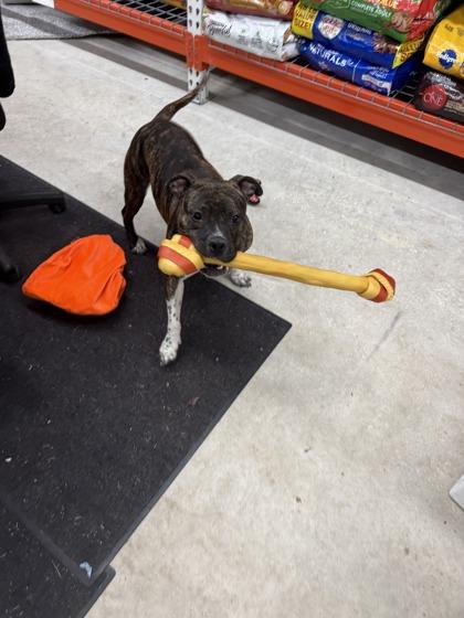 Meena, Adoptable, Adult Female Terrier & Mixed Breed.