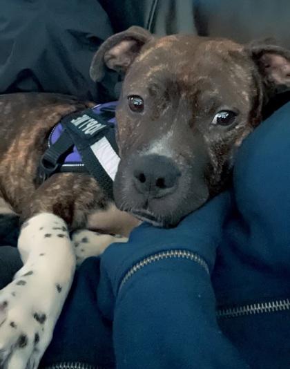 Enlarge Meena, a Adoptable mixed breed in Shawano, WI image 3/3